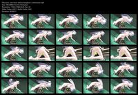 Free Image Hosting