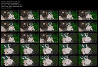Free Image Hosting