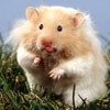 514 Animal Avatars n7opmtf5qd