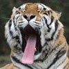 514 Animal Avatars 57opmthskx