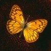 514 Animal Avatars o7opmt8d7w