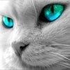 514 Animal Avatars o7opmtpndi