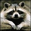 514 Animal Avatars z7opmttaf1