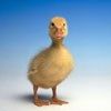 514 Animal Avatars a7opmtw6ar