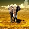 514 Animal Avatars 27opmtx6d1