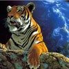 514 Animal Avatars c7opmucipn