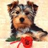 514 Animal Avatars e7opmu7nw1