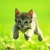 514 Animal Avatars 77opmupito