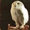 514 Animal Avatars w7opmuwpu3