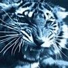514 Animal Avatars c7opmvd1sn