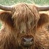 514 Animal Avatars 47opmvfh6z