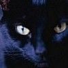 514 Animal Avatars n7opmvgfod