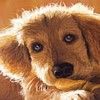 514 Animal Avatars 17opmvhld3