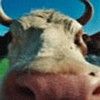 514 Animal Avatars b7opmv0qjj