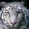 514 Animal Avatars 37opmv4mbo