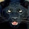 514 Animal Avatars h7opmv5eui