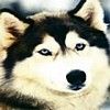 514 Animal Avatars p7opmv6d7u