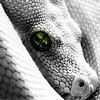 514 Animal Avatars 77opmv7ozm