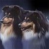 514 Animal Avatars o7opmv9z3g