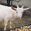 514 Animal Avatars x7opmvjomp