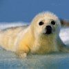 514 Animal Avatars o7opmvkciz