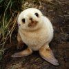 514 Animal Avatars g7opmvm34j