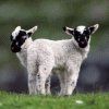 514 Animal Avatars l7opmvoe16
