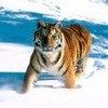 514 Animal Avatars 17opmvsx1l