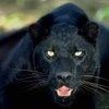 514 Animal Avatars 07opmvumgl