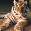 514 Animal Avatars s7opmvv7a4