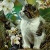 514 Animal Avatars i7opmvxdi0