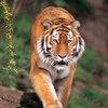 514 Animal Avatars p7opmwbpy5