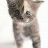 514 Animal Avatars i7opmwch5c