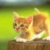 514 Animal Avatars q7opmwnhr4