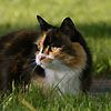 514 Animal Avatars o7opmwwfa4