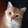 514 Animal Avatars y7opmwx4ku