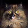 514 Animal Avatars v7opmxac70