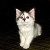 514 Animal Avatars r7opmxd1gq