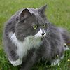 514 Animal Avatars n7opmxed4l