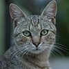 514 Animal Avatars o7opmxgwvf