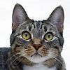 514 Animal Avatars w7opmxhqbz