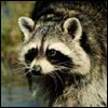 514 Animal Avatars d7opmxicbk