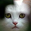 514 Animal Avatars e7opmx31aq