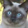 514 Animal Avatars l7opmx4gai