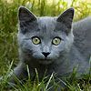 514 Animal Avatars s7opmx7y3m