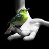 514 Animal Avatars e7opmxpi2u