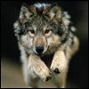 514 Animal Avatars g7opmxwvhk