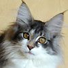 514 Animal Avatars 57opmxxy35