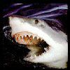514 Animal Avatars k7opnacu74