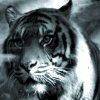 514 Animal Avatars a7opnadsng